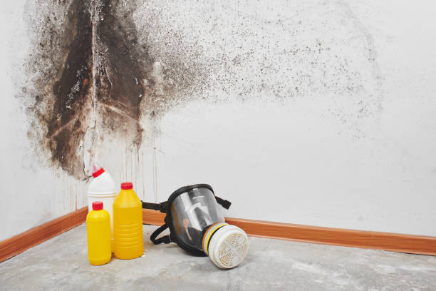 Best Professional Mold Removal  in Bull Run Mountain Estates, VA