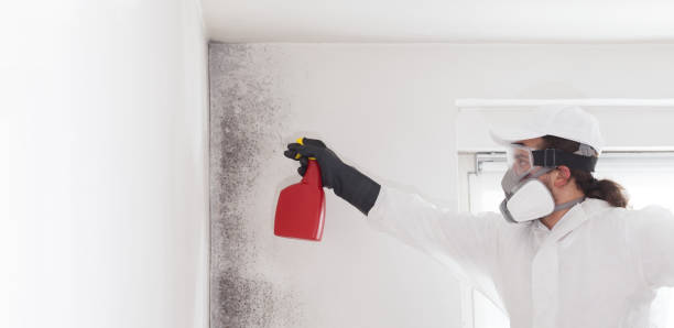 Home Mold Removal in Bull Run Mountain Estates, VA