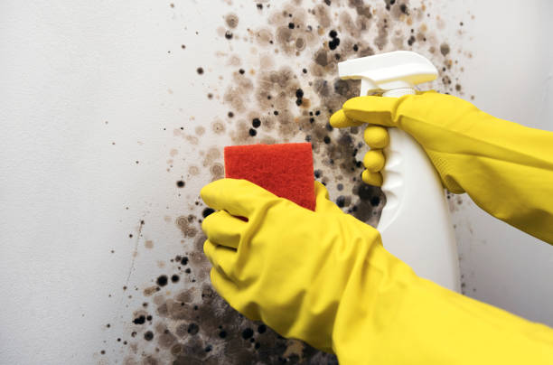 Mold Removal and Inspection in Bull Run Mountain Estates, VA