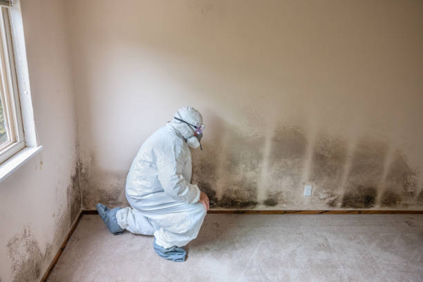Best Home Mold Removal  in Bull Run Mountain Estates, VA