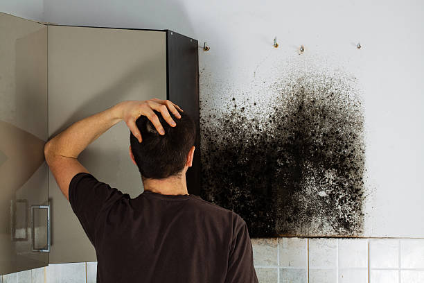 Best Local Mold Removal Service  in Bull Run Mountain Estates, VA