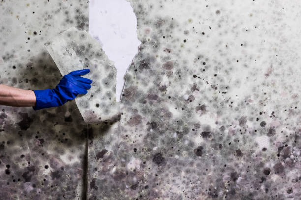 Best Mold Cleaning Services  in Bull Run Mountain Estates, VA
