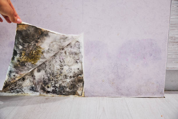 Best Residential Mold Removal  in Bull Run Mountain Estates, VA